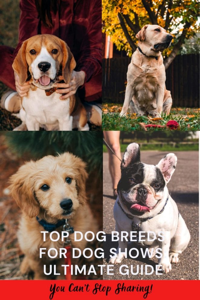 Top Dog Breeds for Dog Shows