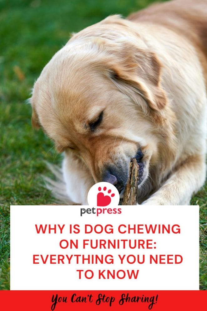 Why is dog Chewing on Furniture