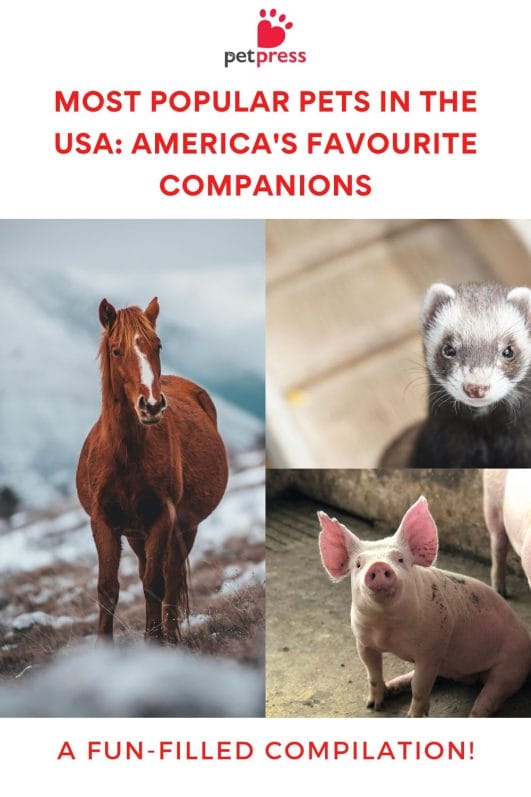 Most Popular Pets in the USA: America's Favourite Companions - PetPress