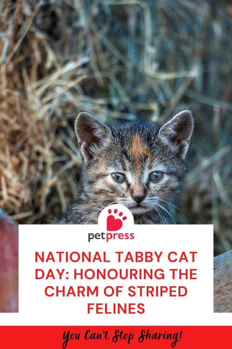 National Tabby Cat Day Honouring the Charm of Striped Felines PetPress