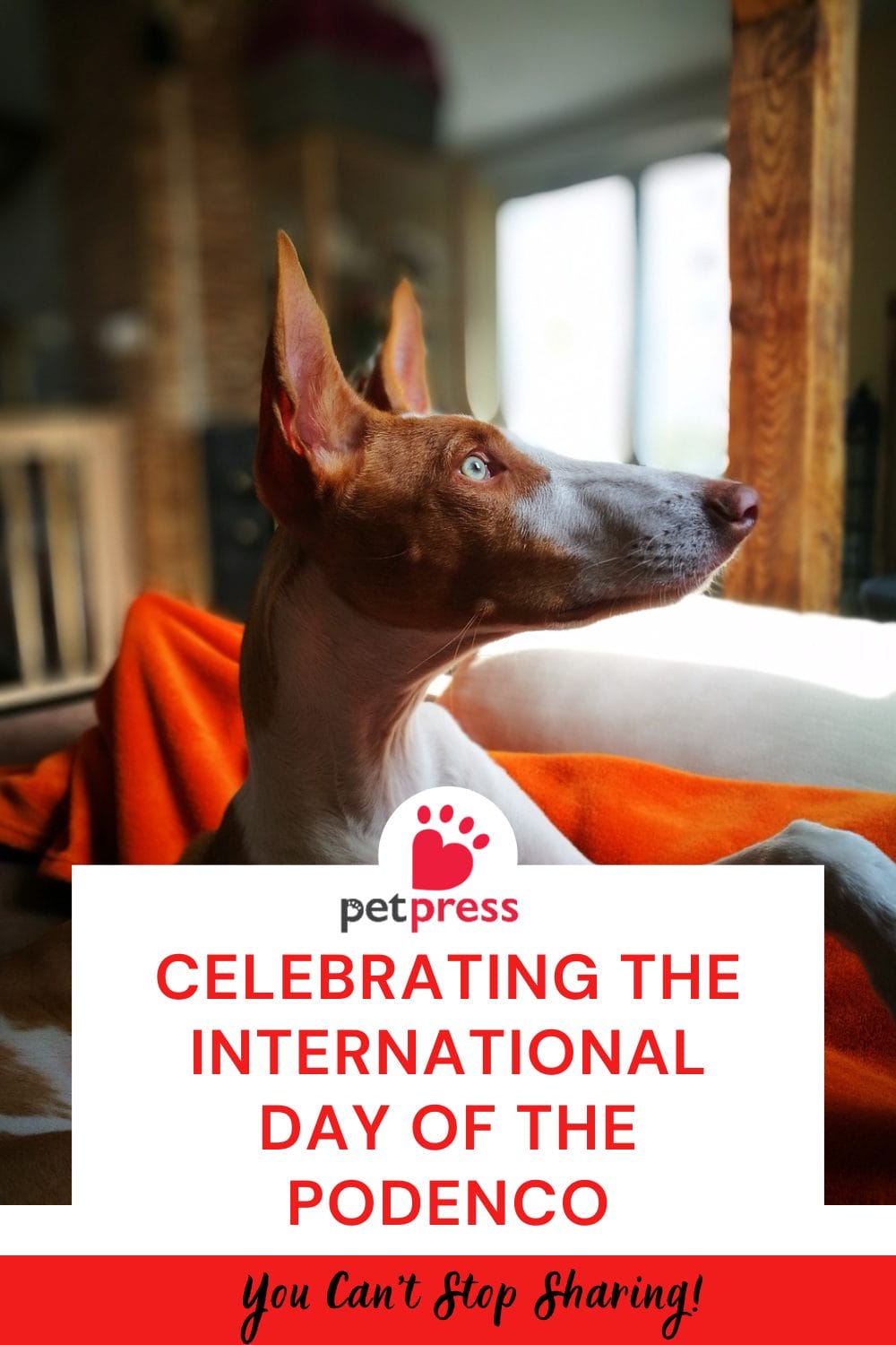 International Day of the Podenco