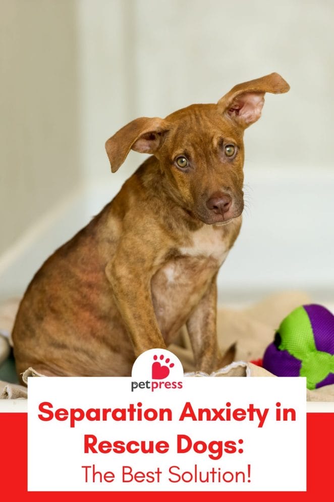 Separation Anxiety in Rescue Dogs