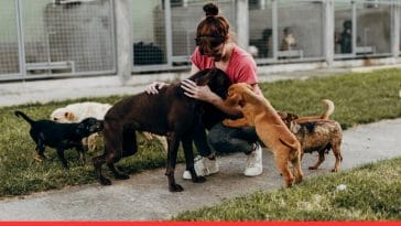 Separation Anxiety in Rescue Dogs The Best Solution!