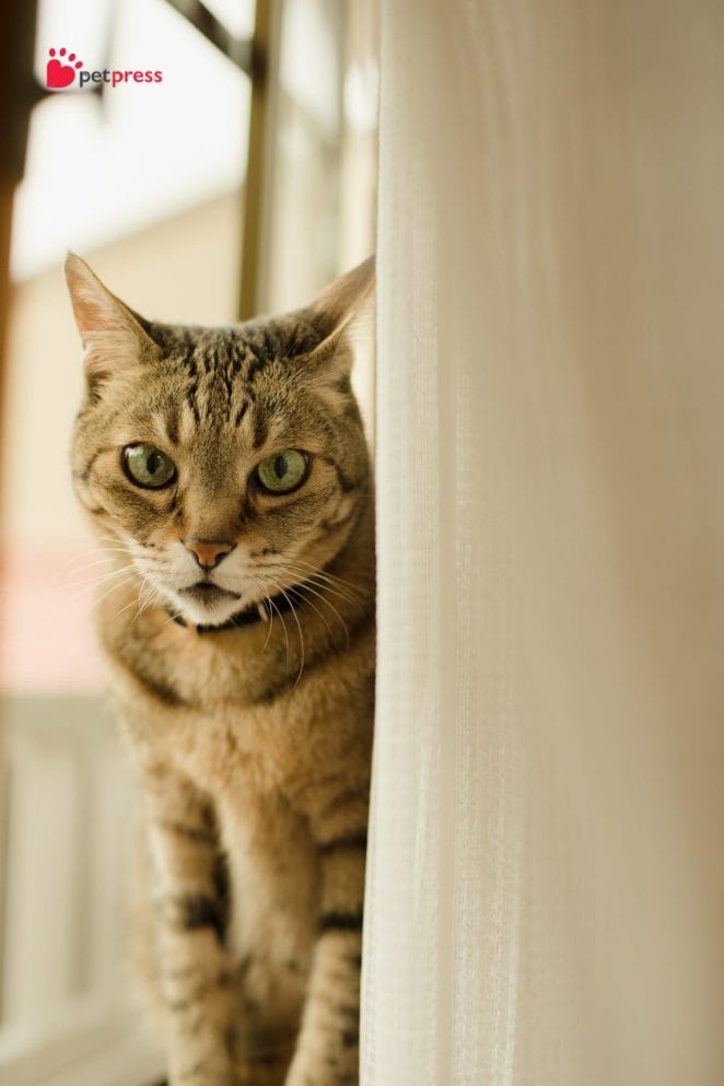 Stop Your Cat From Climbing Curtains