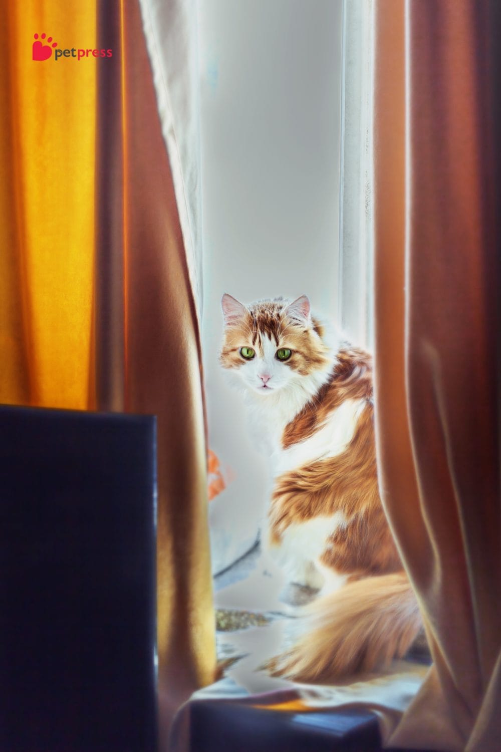 Stop Your Cat From Climbing Curtains Safety Tips Inside PetPress