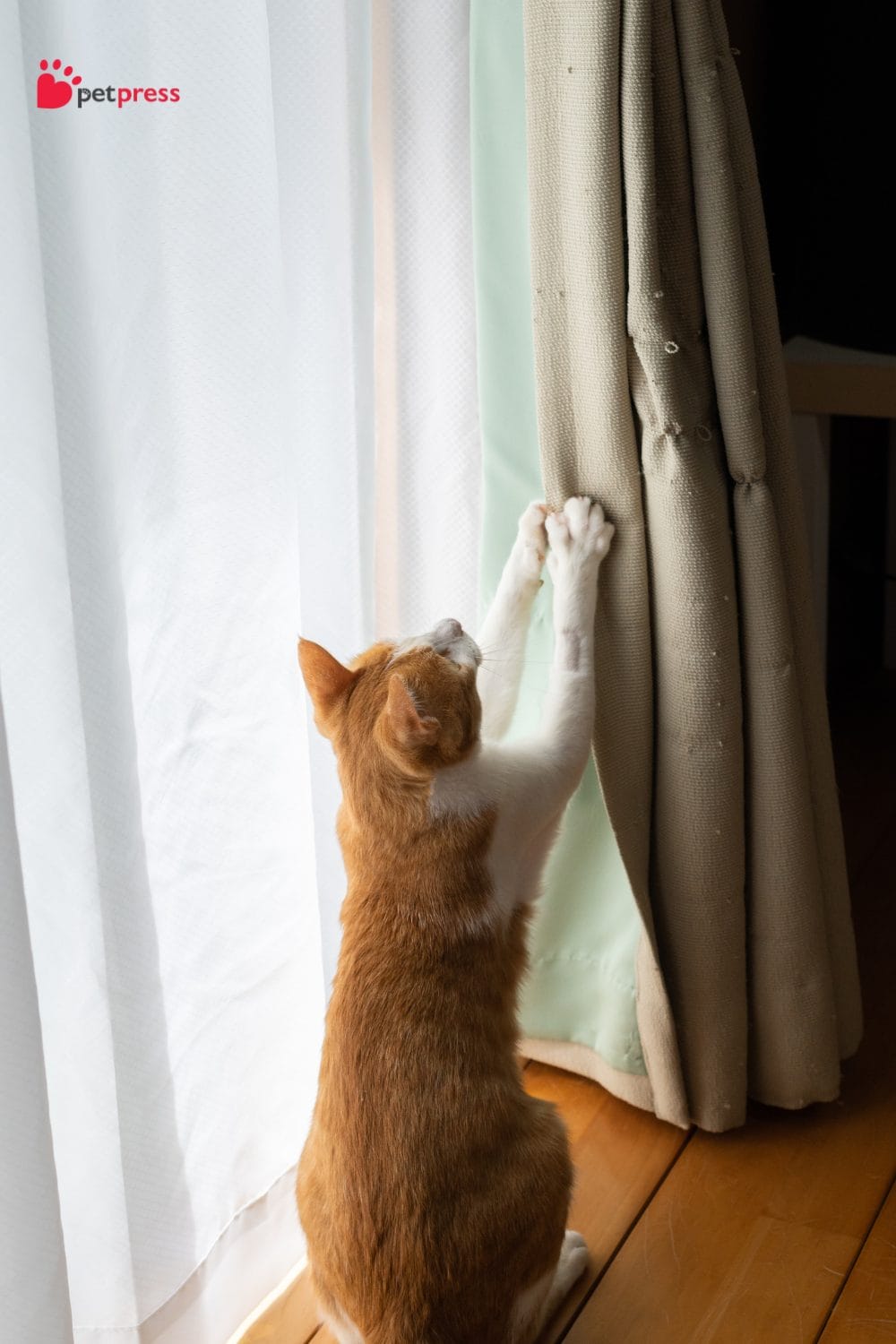 Stop Your Cat From Climbing Curtains Safety Tips Inside PetPress