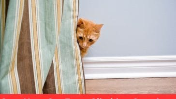Stop Your Cat From Climbing Curtains: Safety Tips Inside