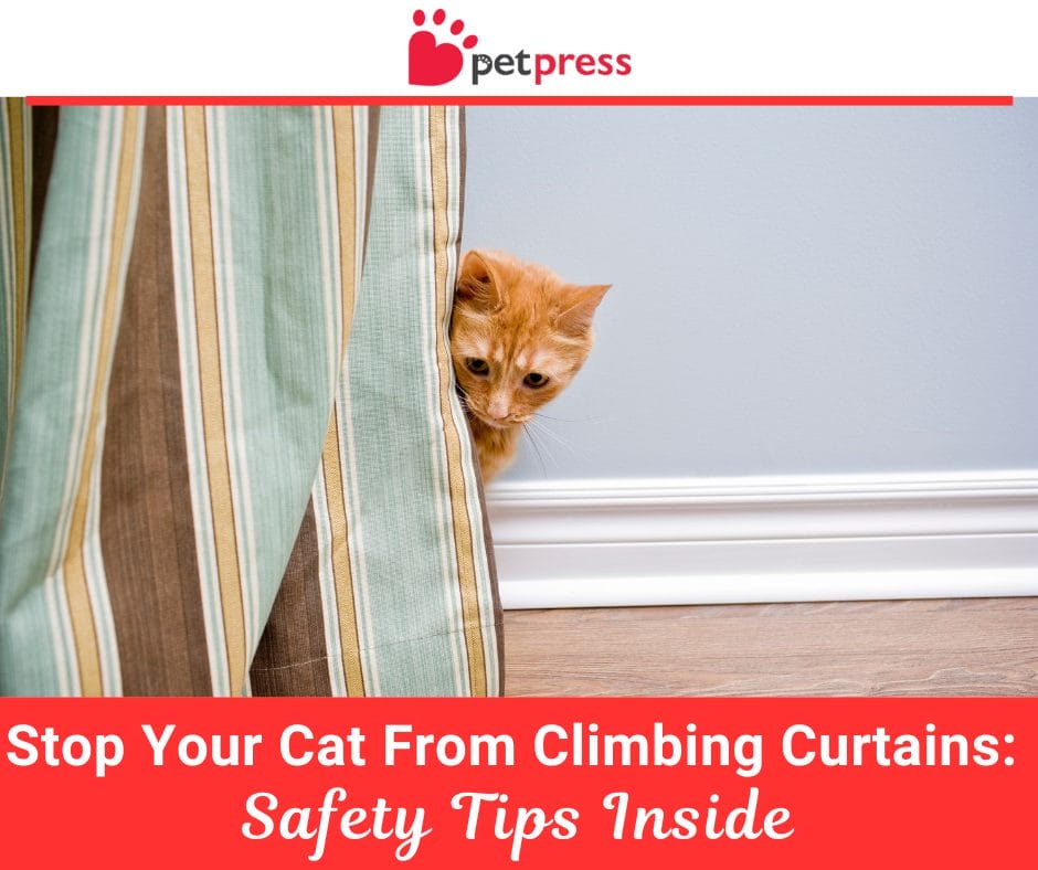Stop Your Cat From Climbing Curtains Safety Tips Inside PetPress
