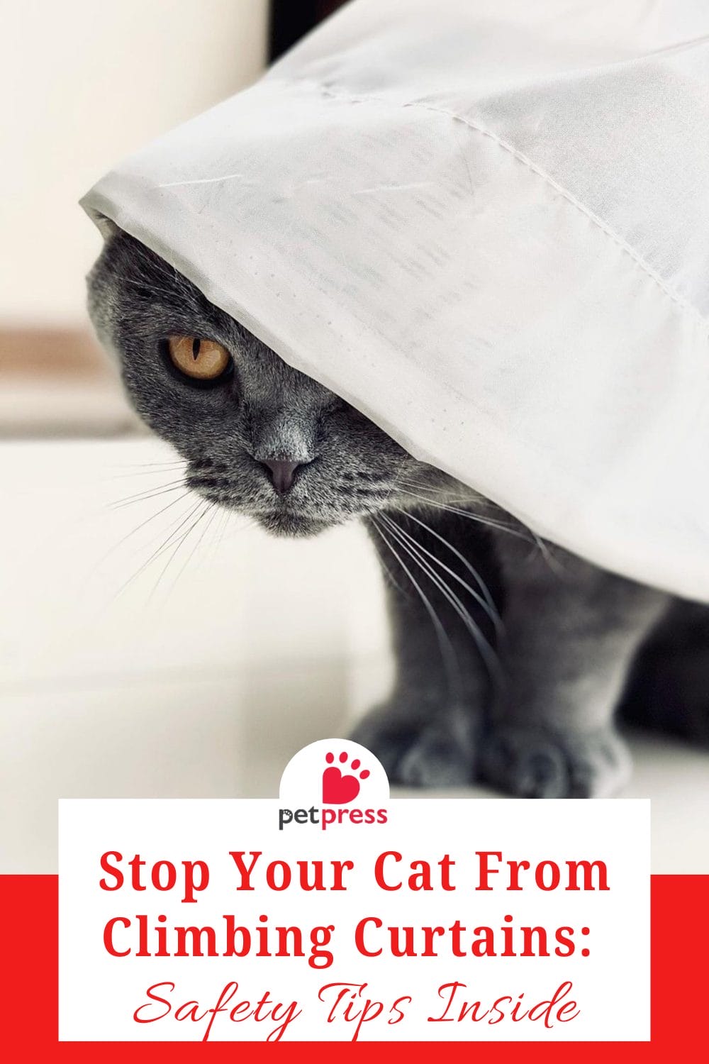 Stop Your Cat From Climbing Curtains Safety Tips Inside PetPress