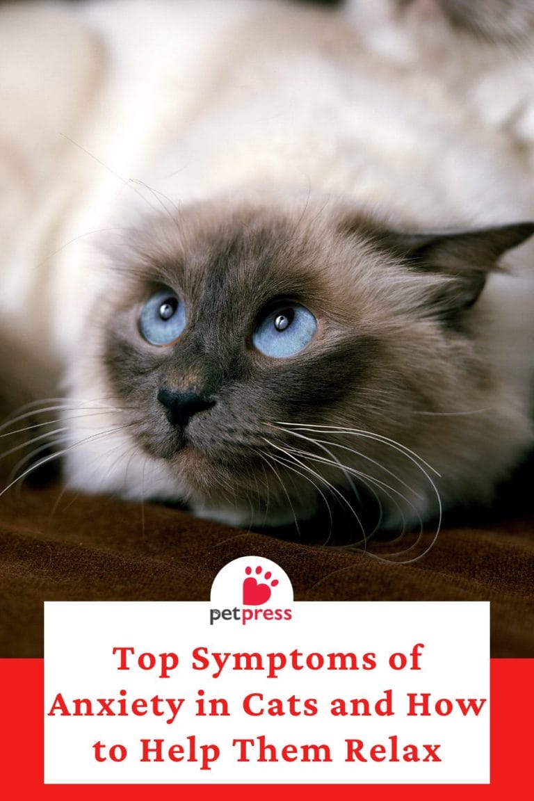 Illustration of Reducing Cat Anxiety In Cars With Anxiety
