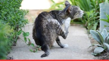 Top 5 Natural Remedies for Flea Control in Cats