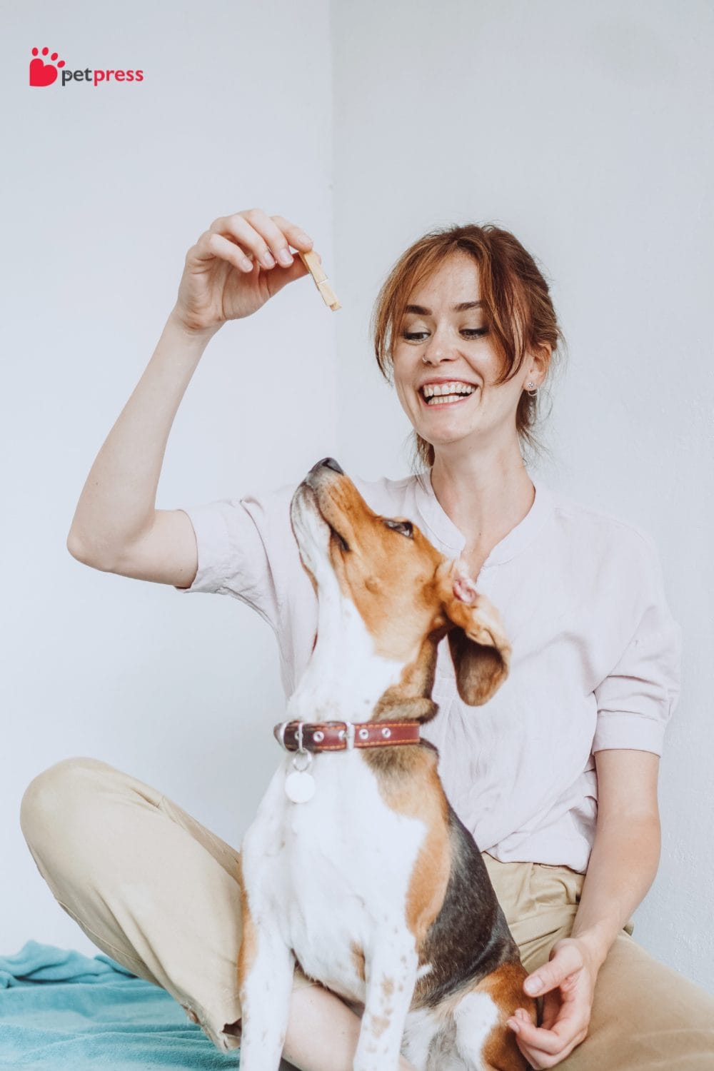 Training Tips for Deaf Dogs How To Train Them Effectively reward treats