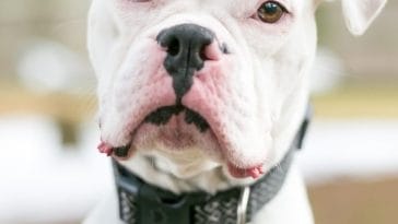 Training Tips for Deaf Dogs How To Train Them Effectively