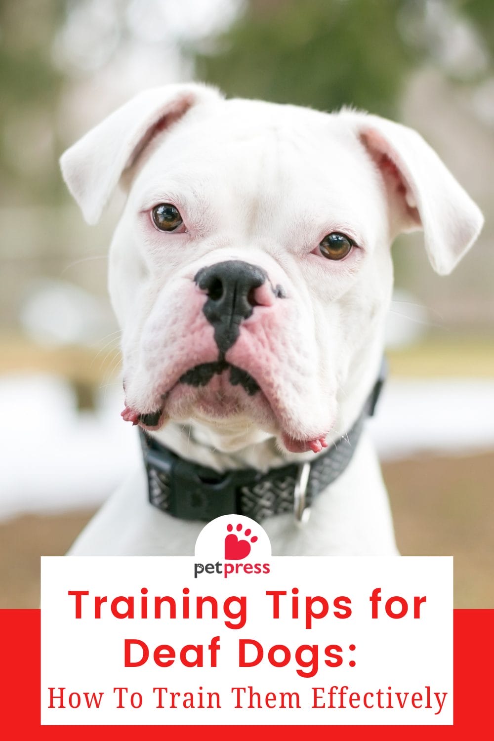 Training Tips for Deaf Dogs How To Train Them Effectively