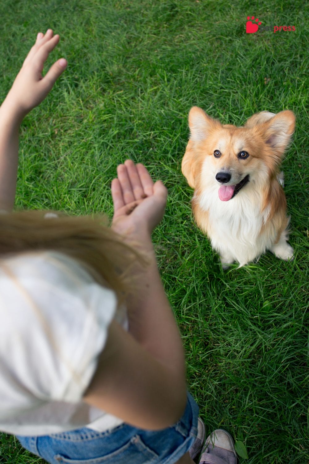 Training Tips for Deaf Dogs How To Train Them Effectively