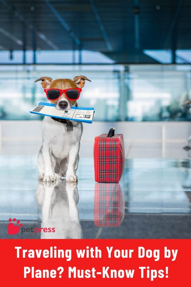Traveling with Your Dog by Plane