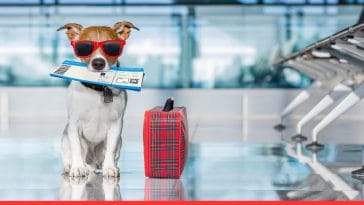 Traveling with Your Dog by Plane
