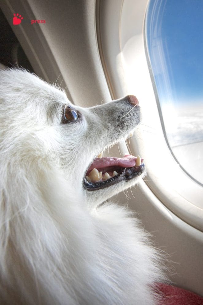 dogs travel by plane