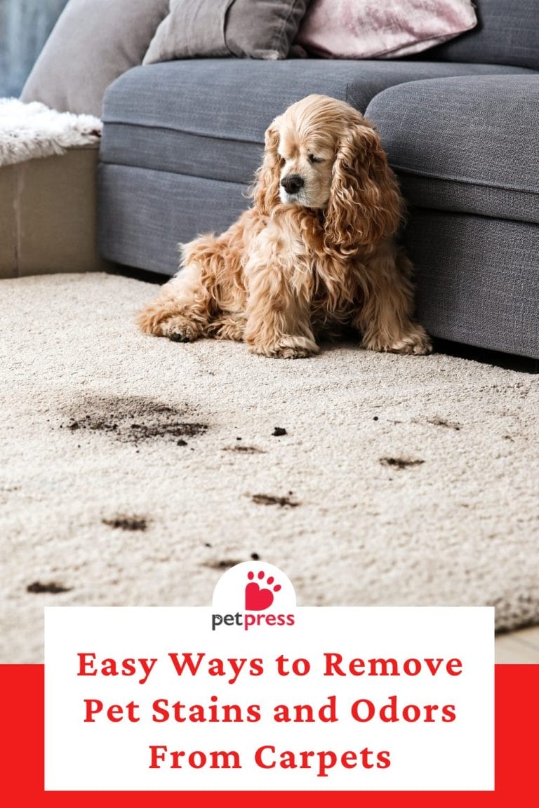 Pet Stain And Odour Removal