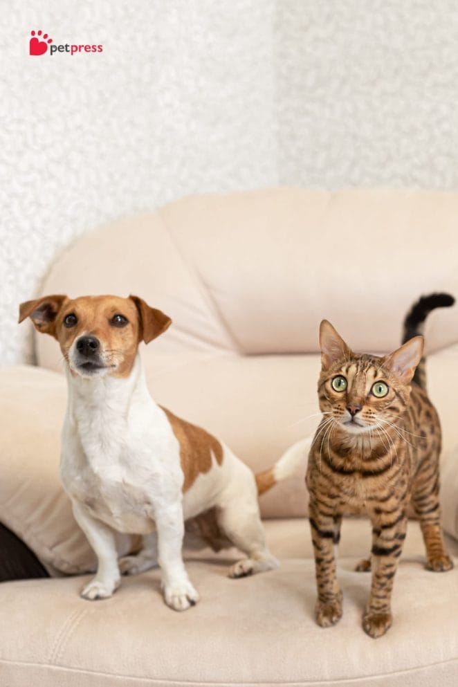 Ways to Remove Pet Stains and Odors From Carpets 5