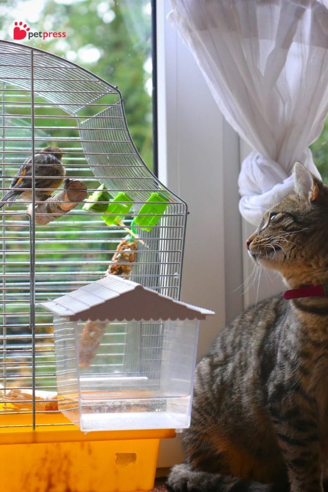 Pet Combinations for a Happy Home bird and cat