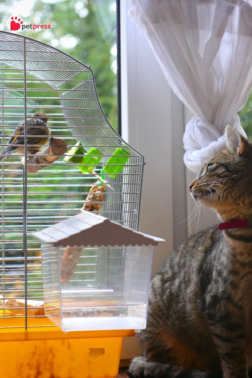 Pet Combinations for a Happy Home bird and cat