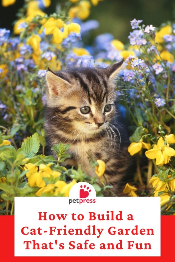build a cat-friendly garden 5