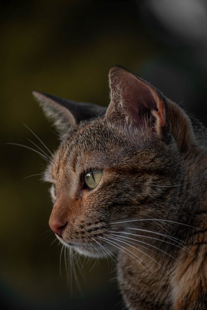 National Tabby Cat Day 2025