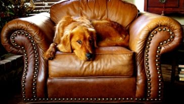 common-allergies-in-golden-retrievers