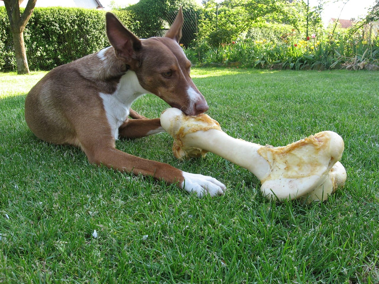 International Day of the Podenco