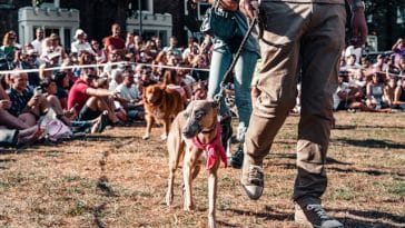 history-of-dog-shows