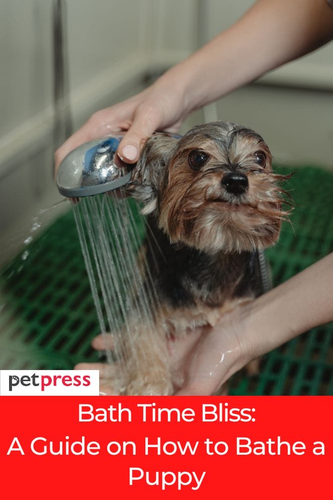 how to bathe a puppy