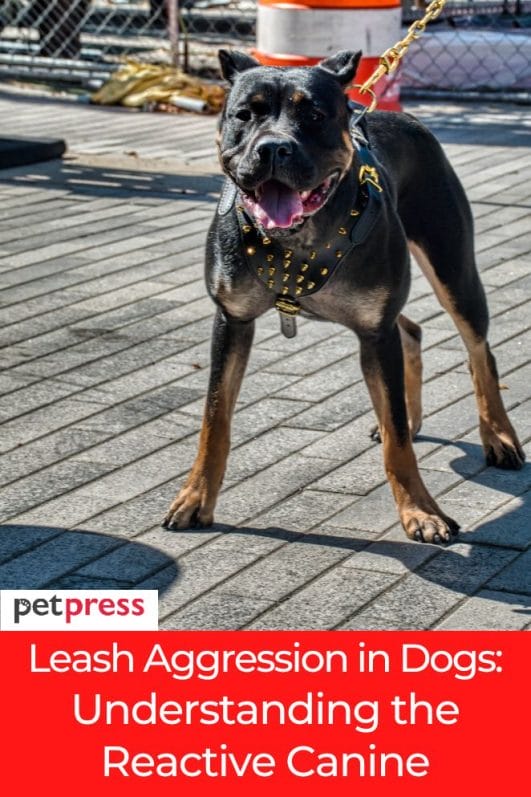 Leash Aggression in Dogs Understanding the Reactive Canine