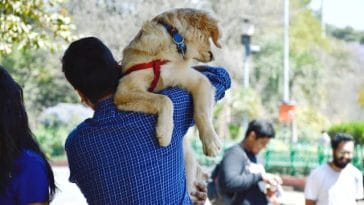 outdoor-activities-for-golden-retriever