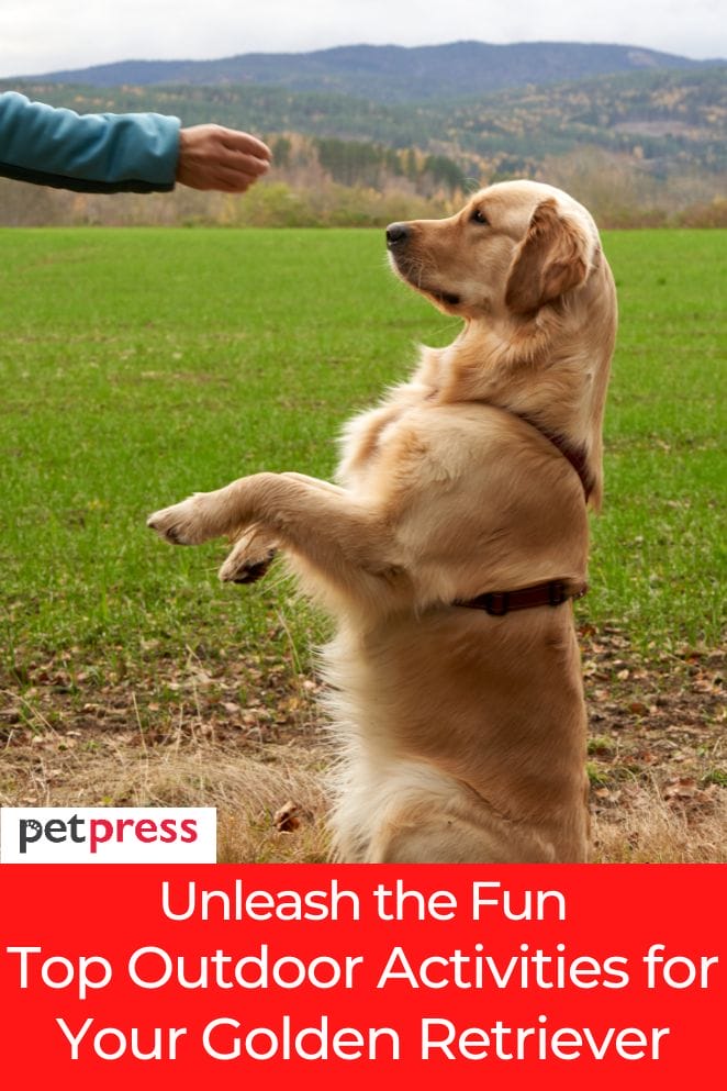 outdoor activities for golden retriever