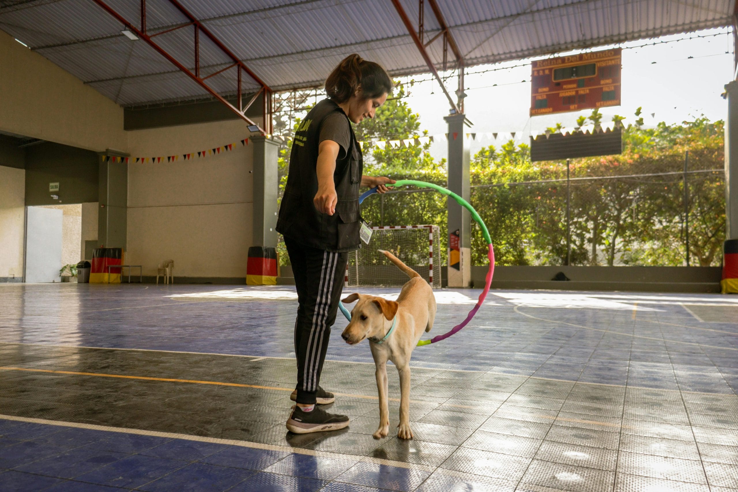 How to Train a Dog for a Dog Show