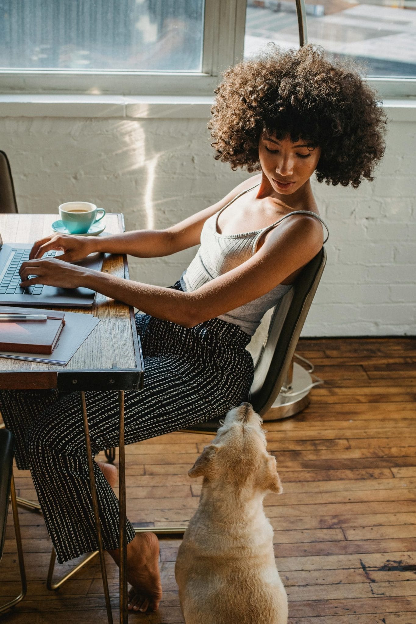 Dog Ownership Laws by State: Step-by-Step Guide - PetPress