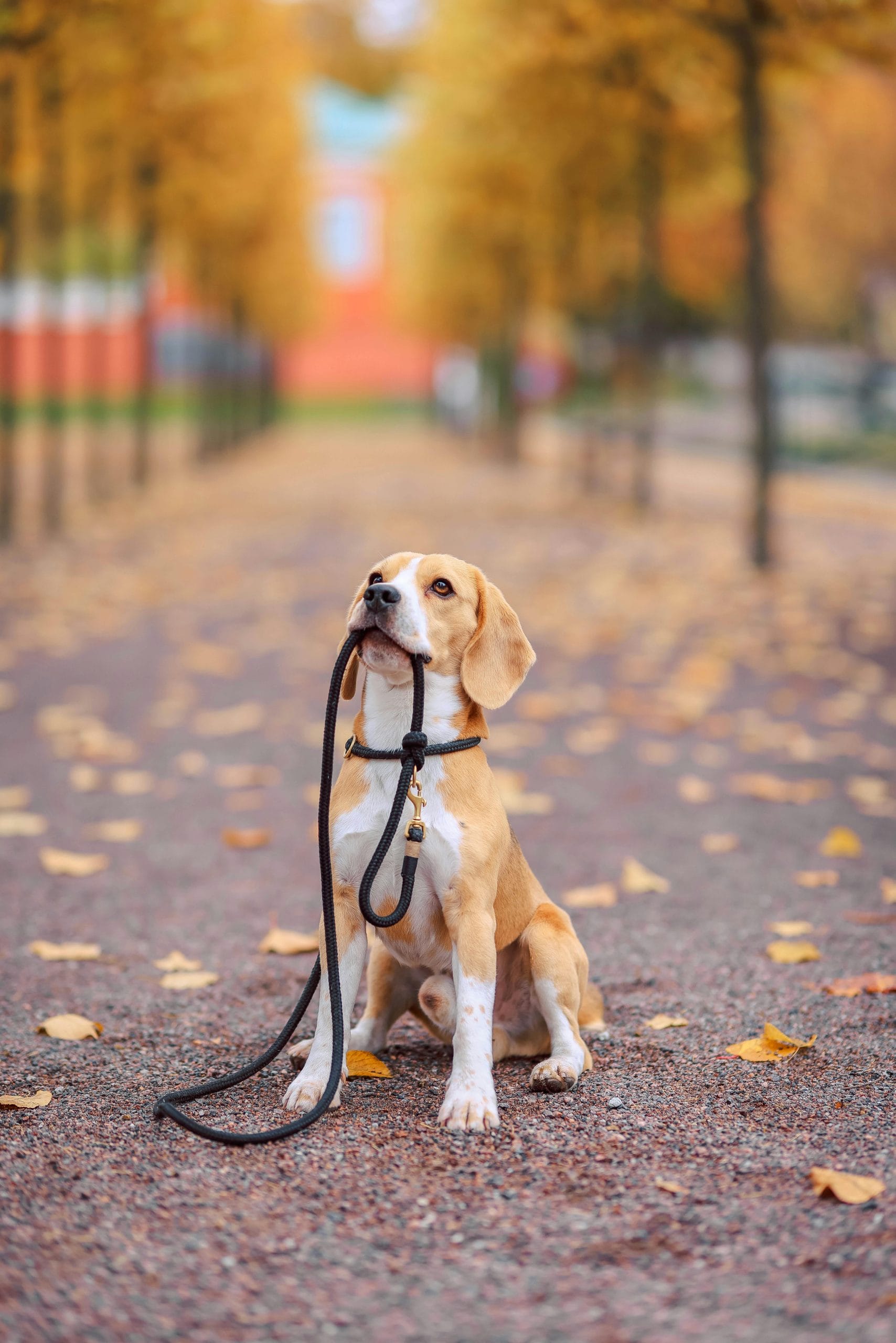 How to Stop My Dog from Pulling on the Leash