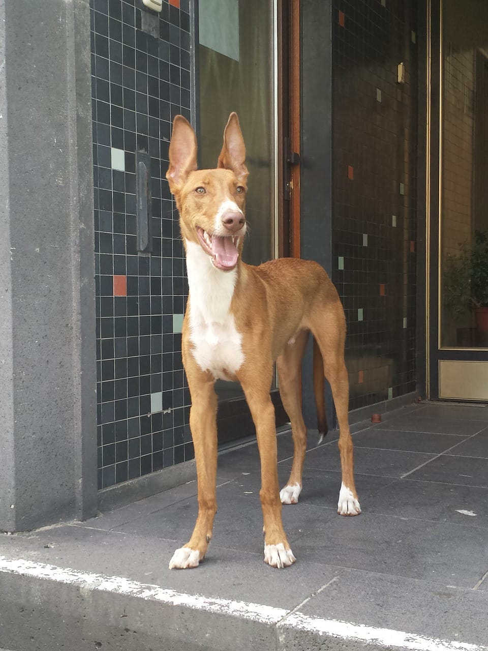 International Day of the Podenco