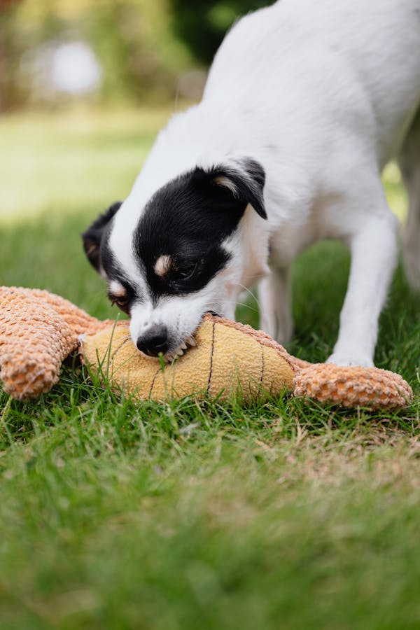 puppy-biting