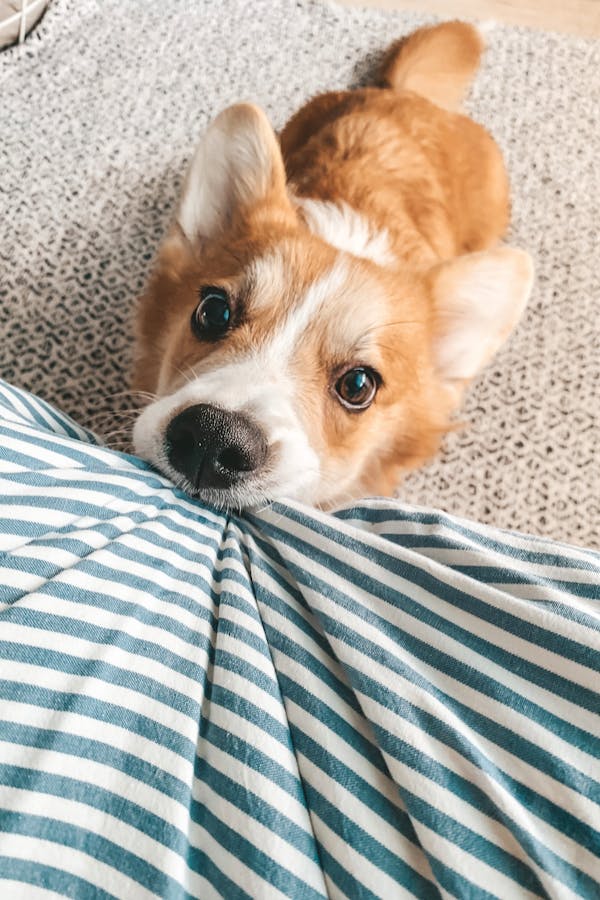 puppy-biting