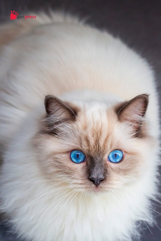 Cat Breeds With Unique Coat Patterns and Colors