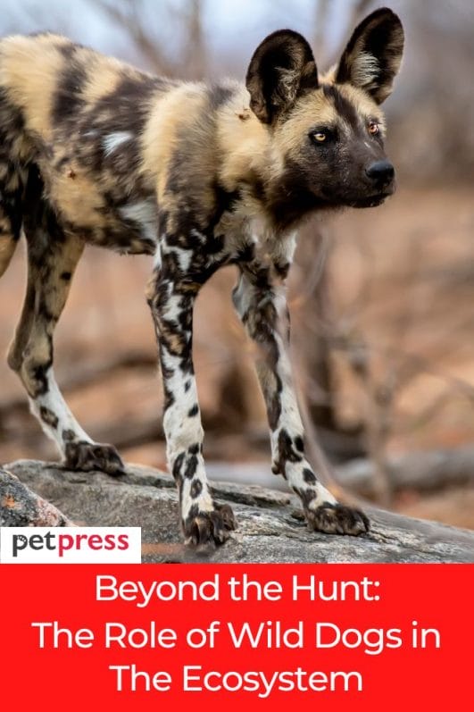 Beyond the Hunt: The Role of Wild Dogs in The Ecosystem