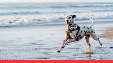 Best Dog-Friendly Beaches in the USA