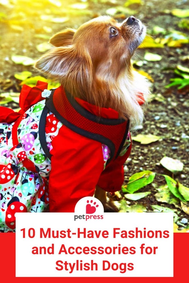 10 Must-Have Fashions and Accessories for Stylish Dogs