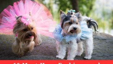 10 Must-Have Fashions and Accessories for Stylish Dogs