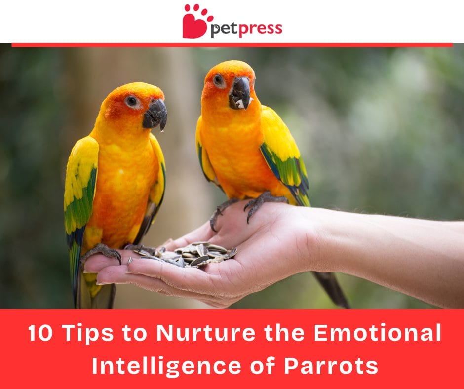 10 Tips to Nurture the Emotional Intelligence of Parrots PetPress