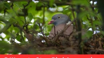 5 Ways to Stop Bird Aggression During Breeding Season
