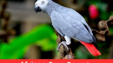 African Grey Parrot What Makes It Unique