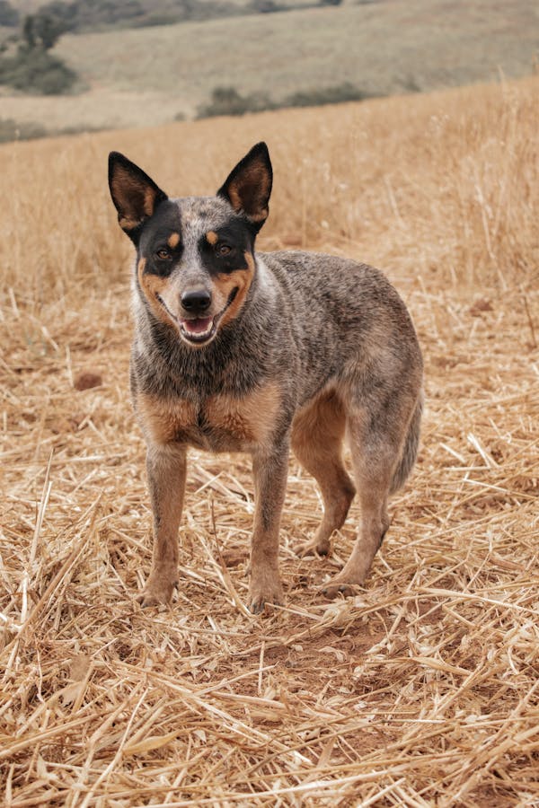 Australian Cattle Dog